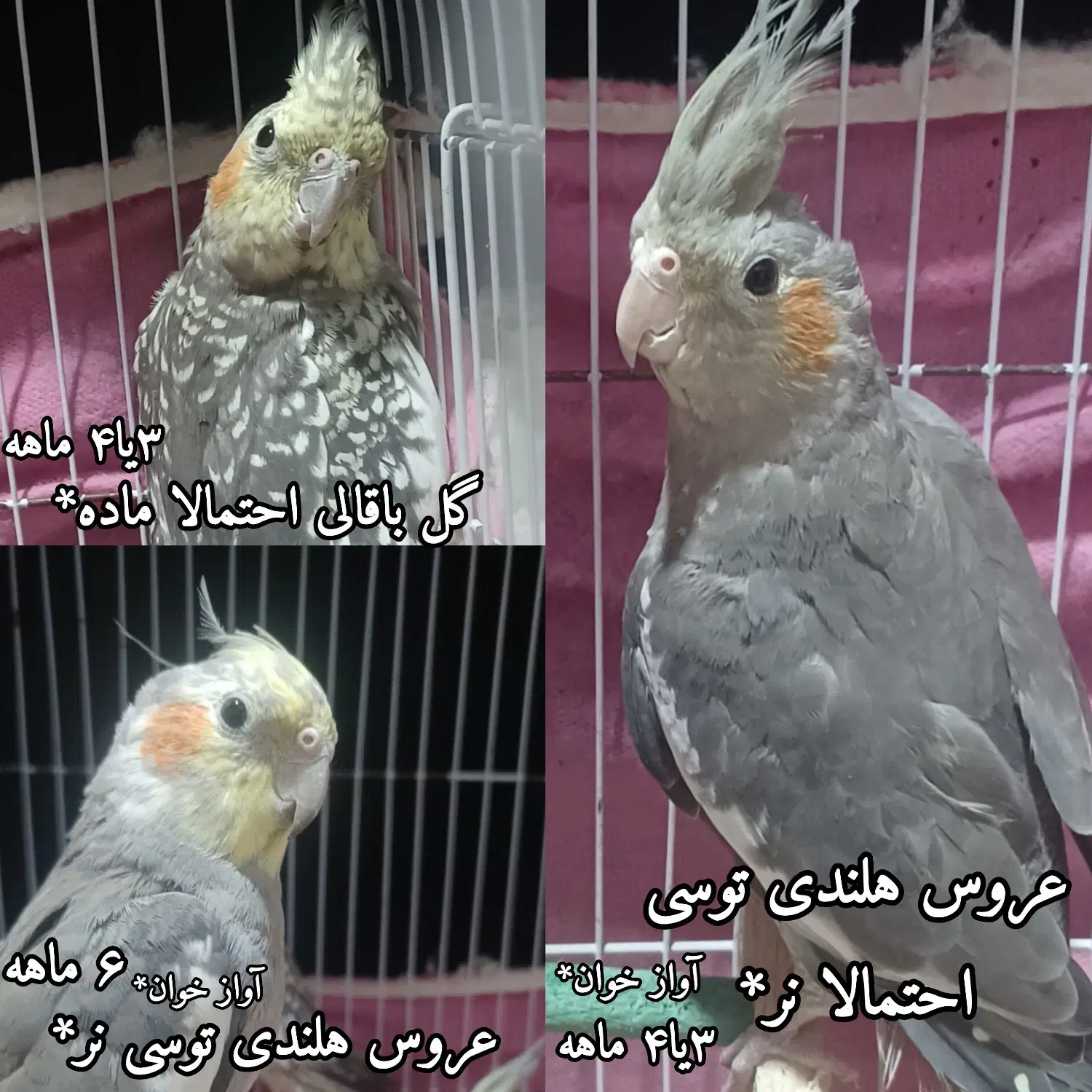 فروش عروس هلندی|پرنده|خشکبیجار, |دیوار