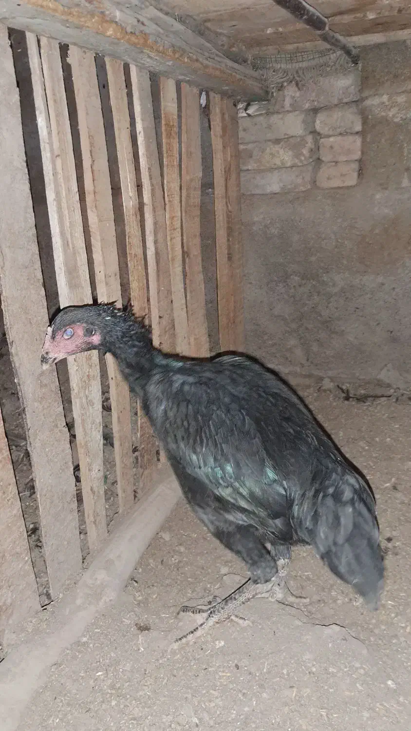 مرغ لاری سیاه|حیوانات مزرعه|ملکان, |دیوار