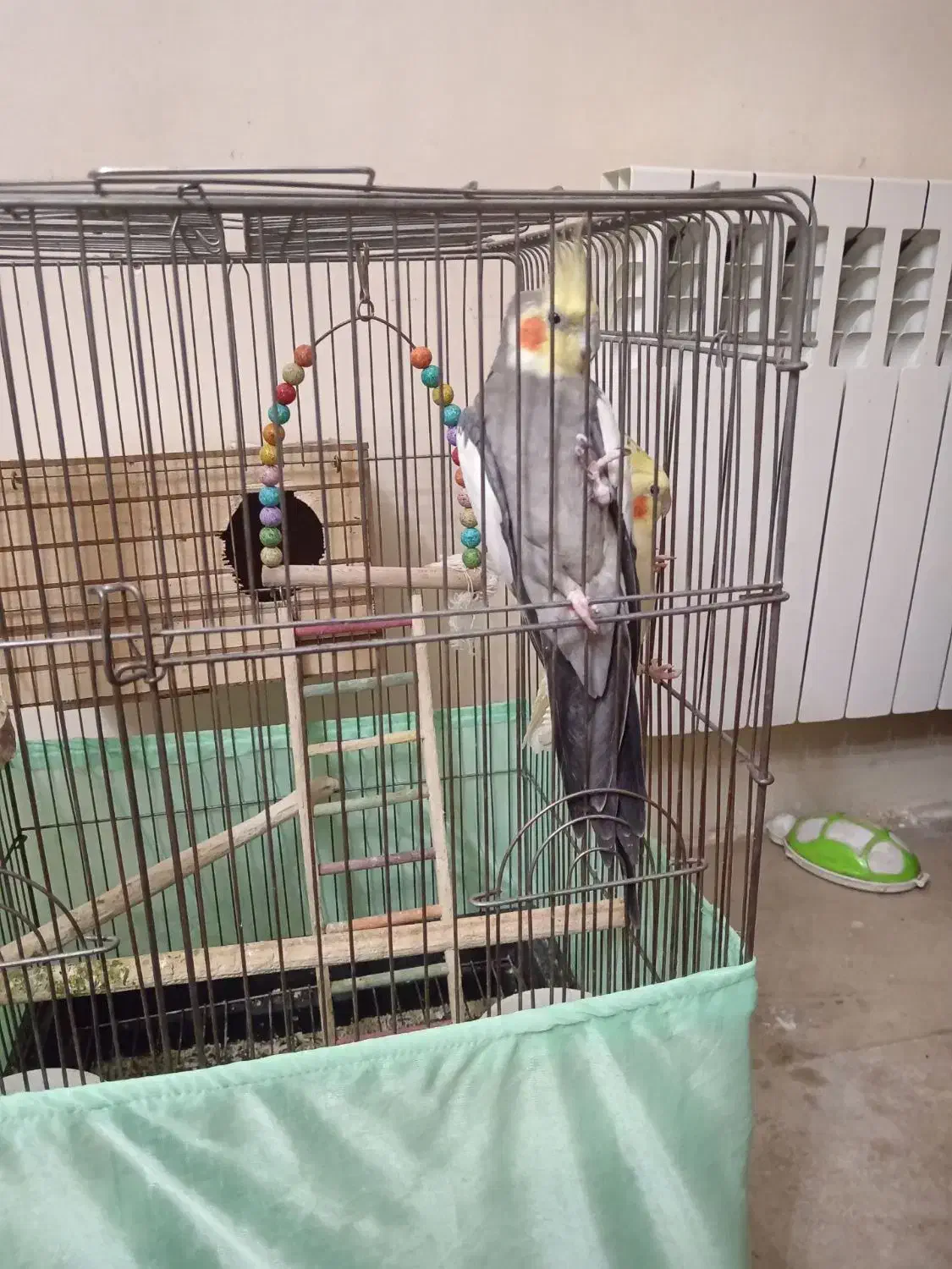 یک جفت عروس هلندی مولد نر و ماده با تخم|پرنده|تهران, امیریه|دیوار