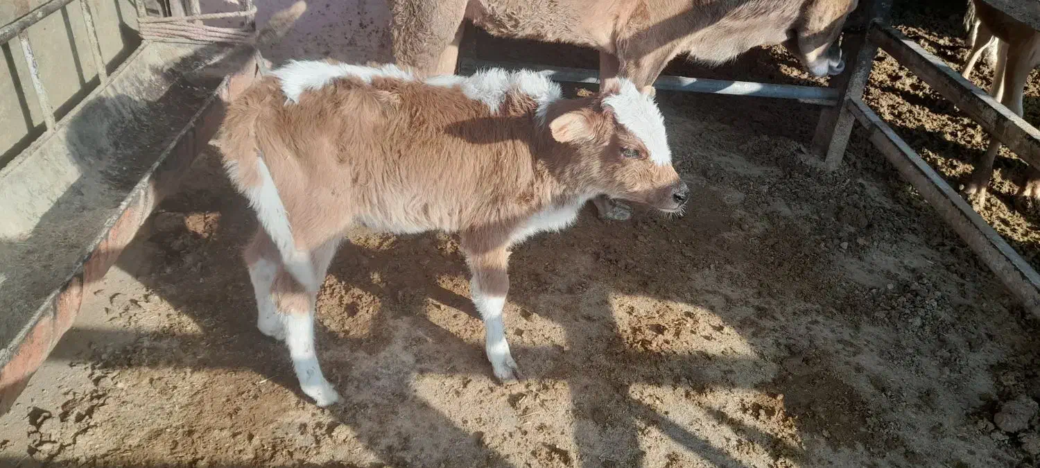 گوساله و گاو شیری|حیوانات مزرعه|باوی, |دیوار