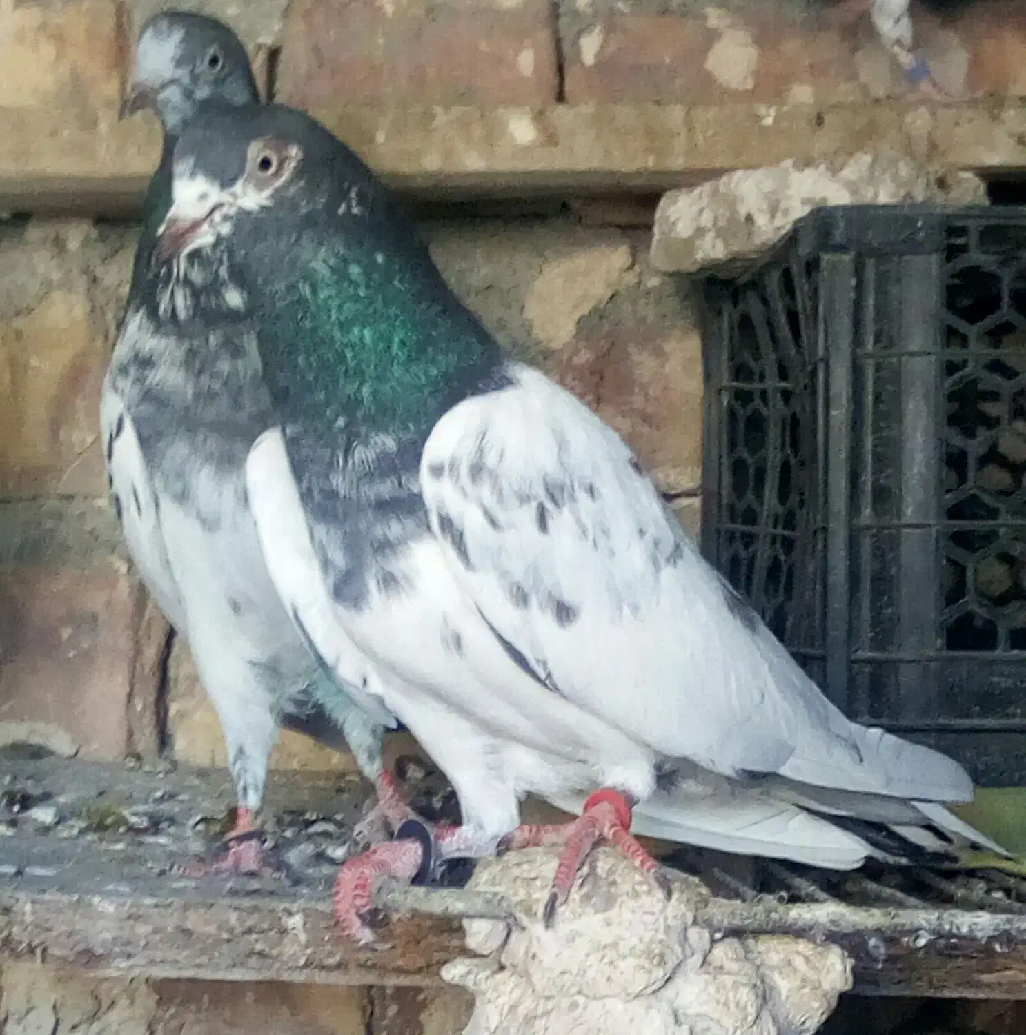 کفتر|پرنده|ایرانشهر, |دیوار