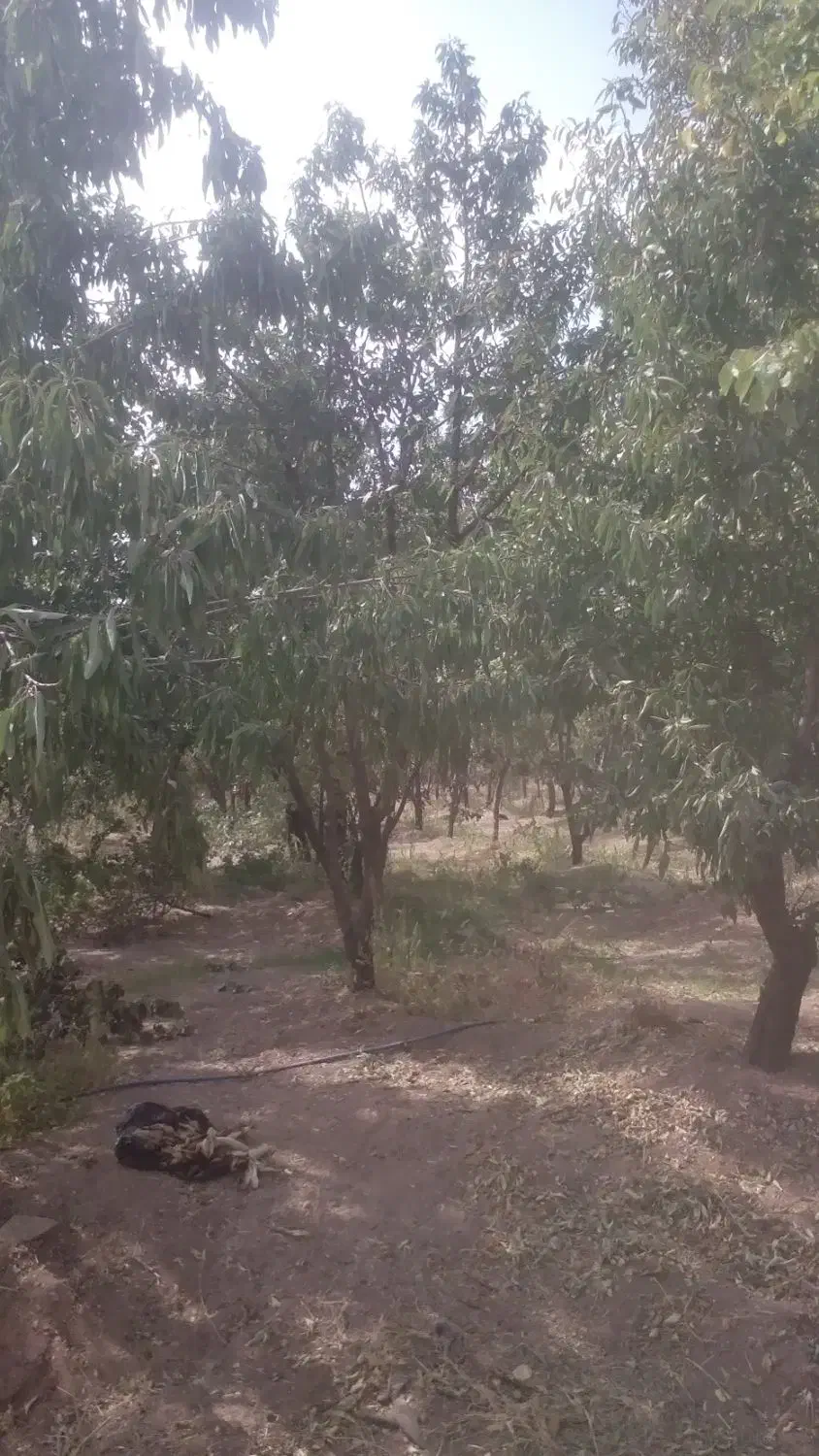 فروش باغ|فروش زمین و ملک کلنگی|سامان, |دیوار