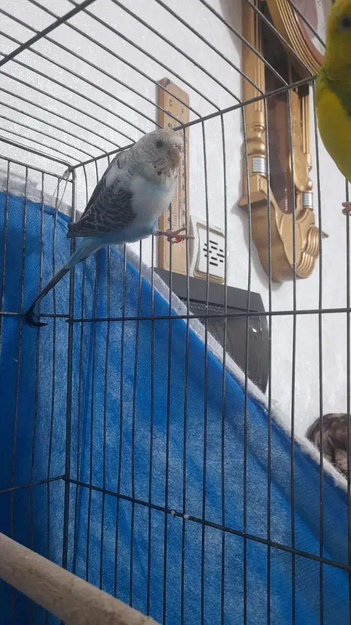 مرغ عشق|پرنده|زیباشهر, |دیوار