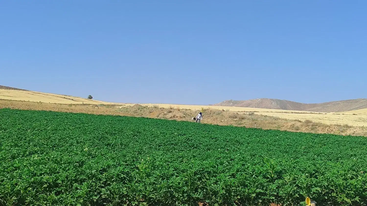 ۷۵۰۰ متر زمین(جاده سنندج)جنب کاشی کسری|فروش دفتر صنعتی، کشاورزی، تجاری|دهگلان, |دیوار