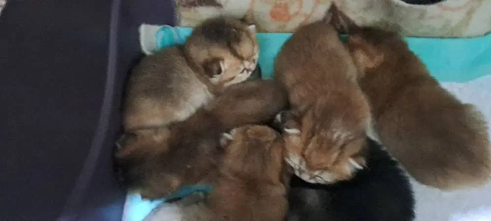 پیش فروش توله های اسکاتیش گلد|گربه|ساری, |دیوار