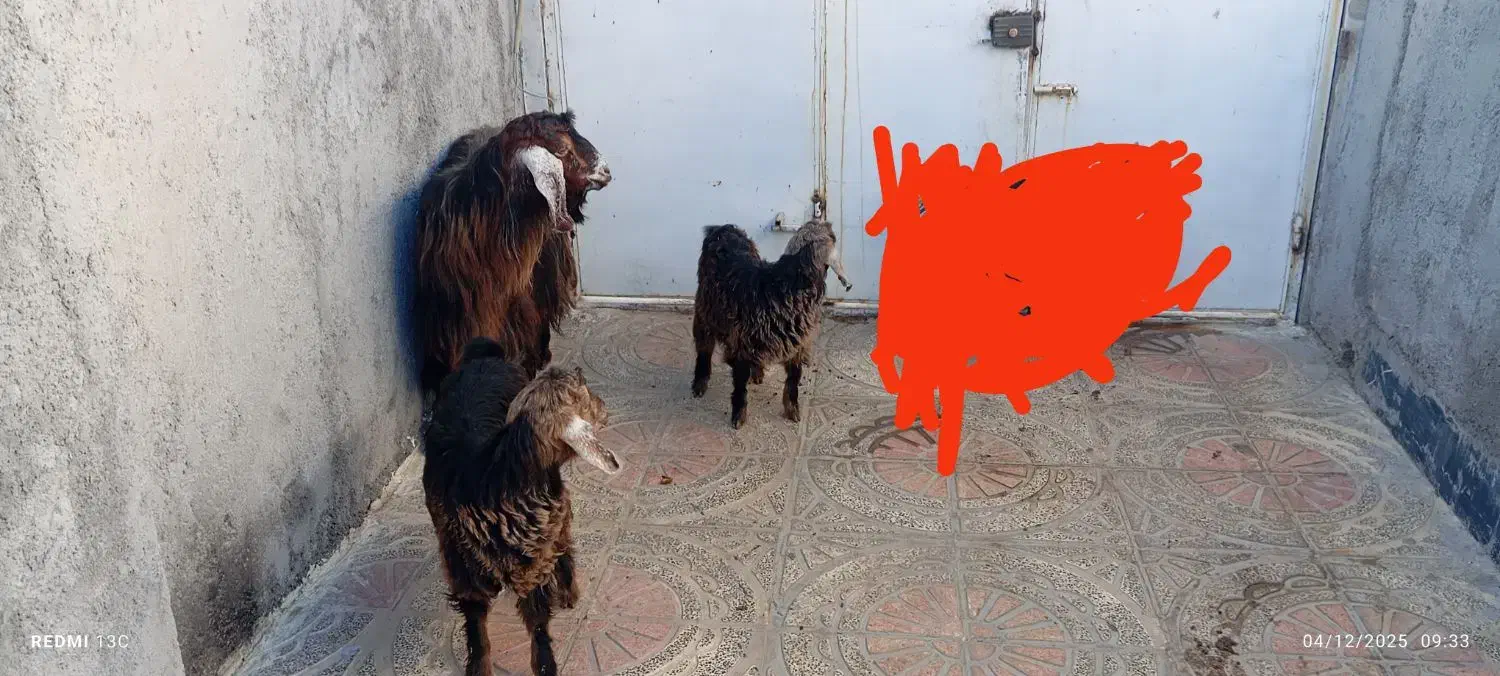 یک عدد بز و2عددبزغاله ماده 2قلو زا|حیوانات مزرعه|روانسر, |دیوار