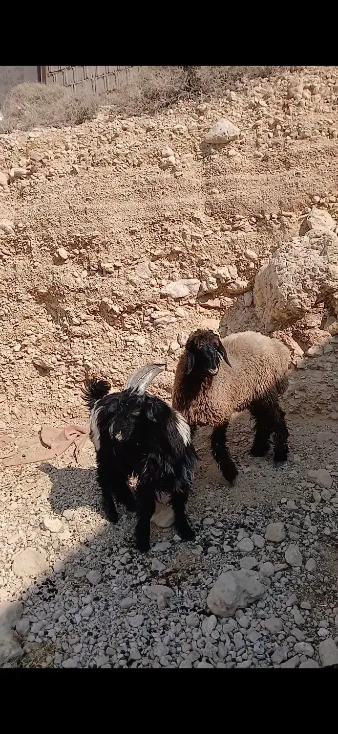 بره وکهر کبابی|حیوانات مزرعه|جم, |دیوار