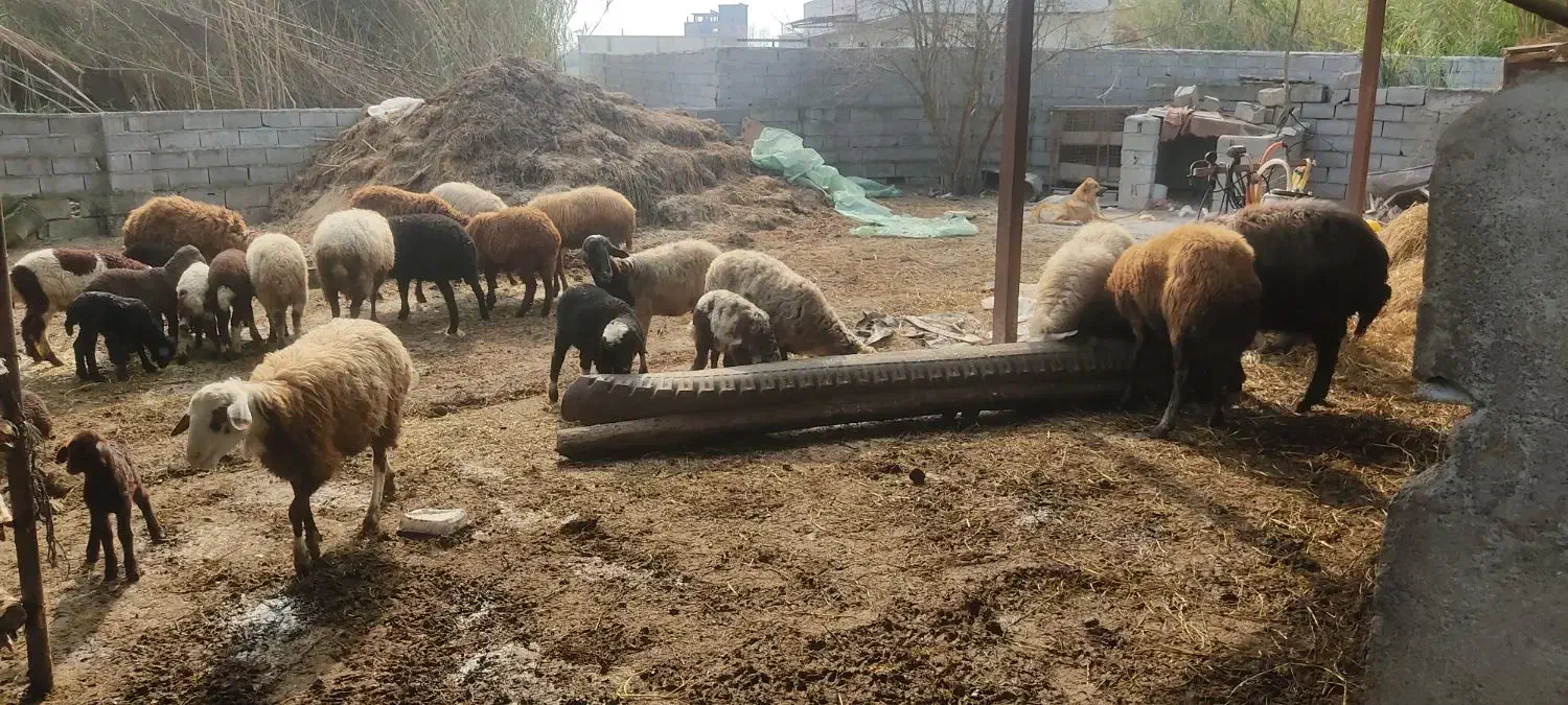 فروش گوسفند|حیوانات مزرعه|زرگرشهر, |دیوار