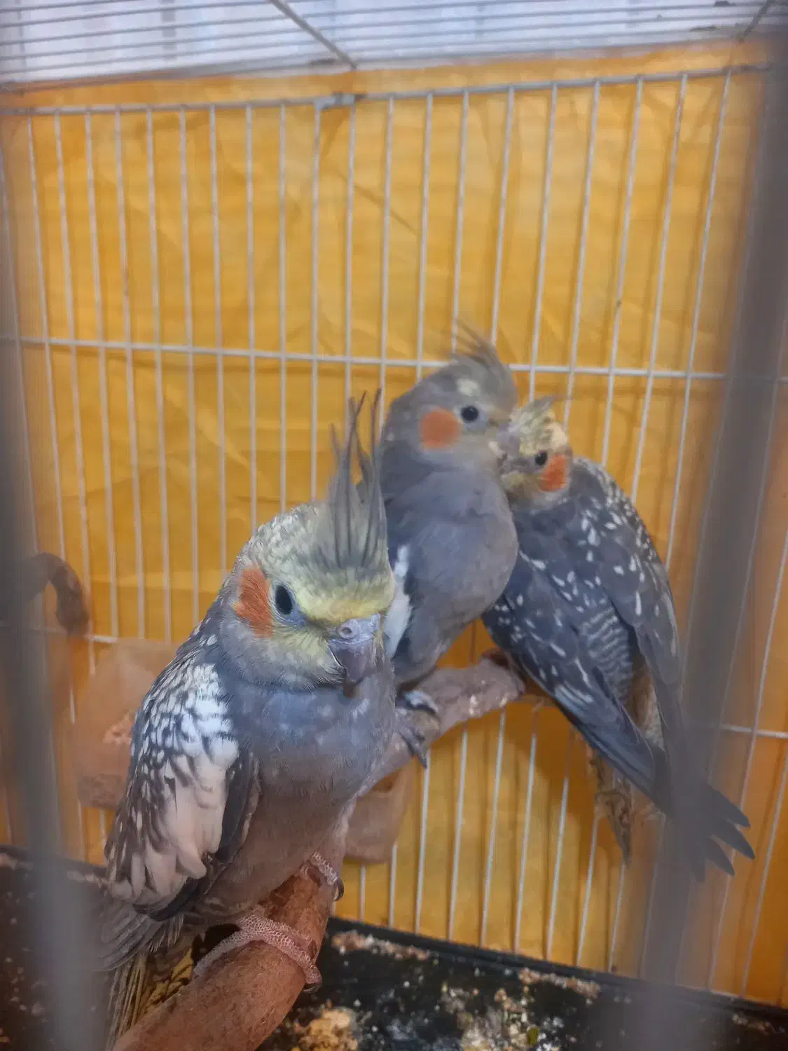 عروس هلندی|پرنده|اسفراین, |دیوار