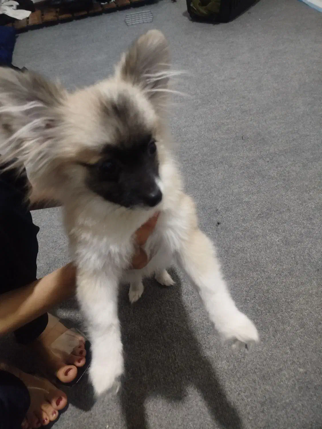 واگذاری سگ پامر|سگ|کرمان, |دیوار