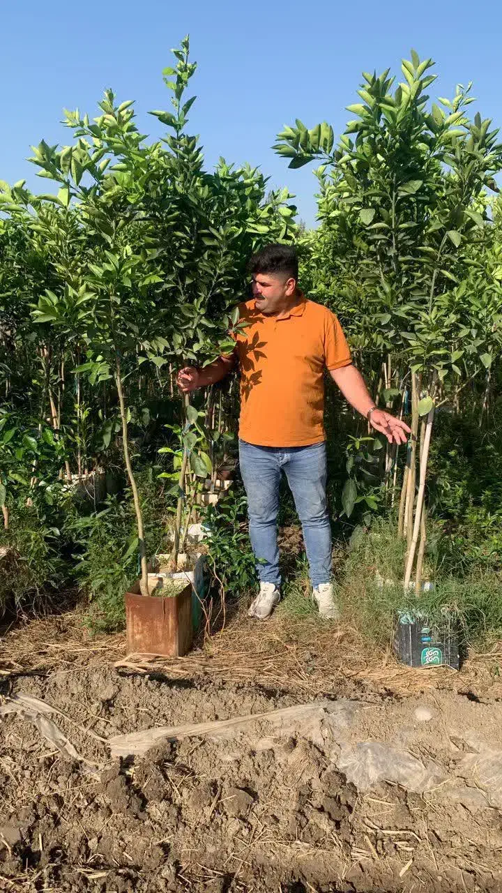 نهال نهالستان درخت گل گرمسیری سردسیری بدون واسطه|خدمات باغبانی و درختکاری|قم, تعویض پلاک|دیوار