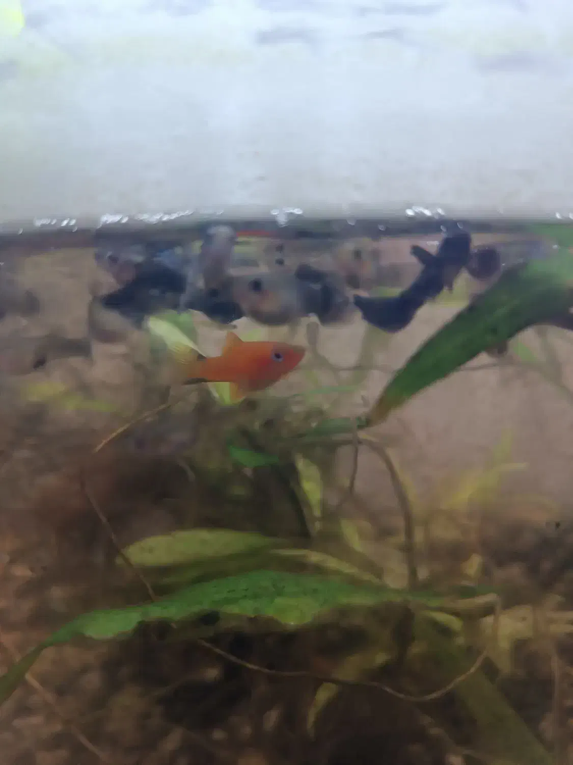 ماهی گوپی اکواریومی|ماهی|چمران, |دیوار