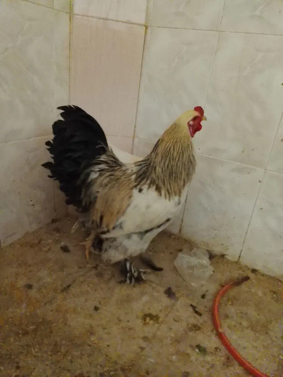 خروس برهما|حیوانات مزرعه|قم, ولیعصر|دیوار