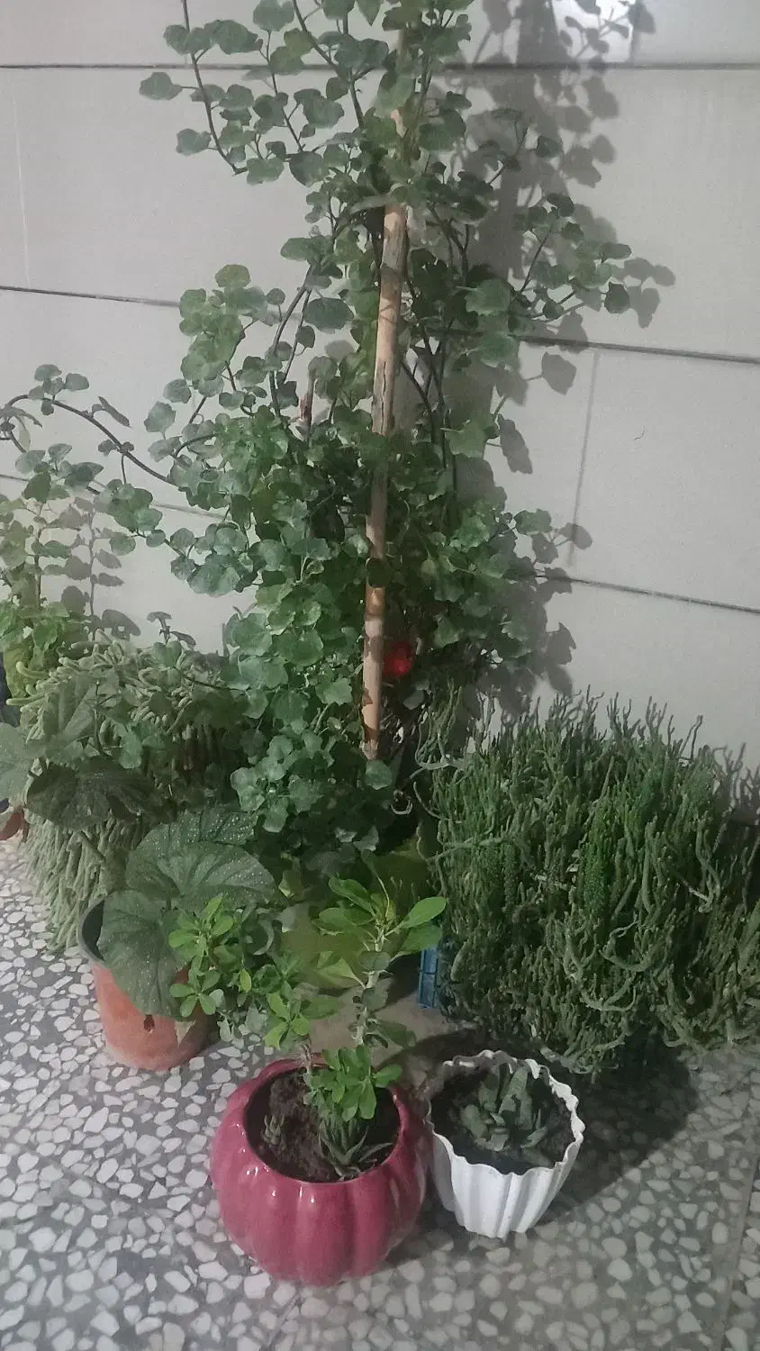 قرص کود گلدانی|گل و گیاه طبیعی|مینودشت, |دیوار