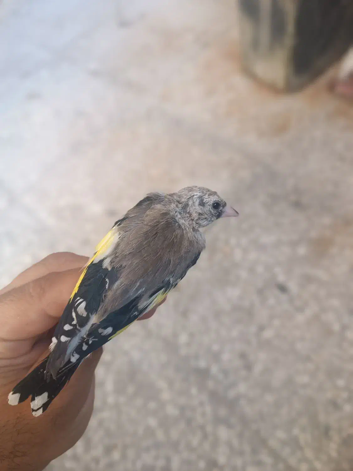 سهره نیم رنگ جوجه خرم آبادی|پرنده|شهرضا, |دیوار