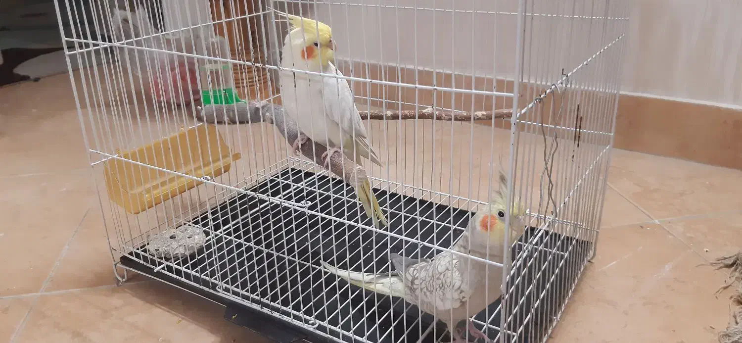 عروس هلندی  دو عدد|پرنده|مشهد, فردوسی|دیوار