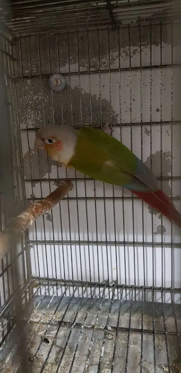 گرینچیک نر|پرنده|تربتحیدریه, منصوریه|دیوار