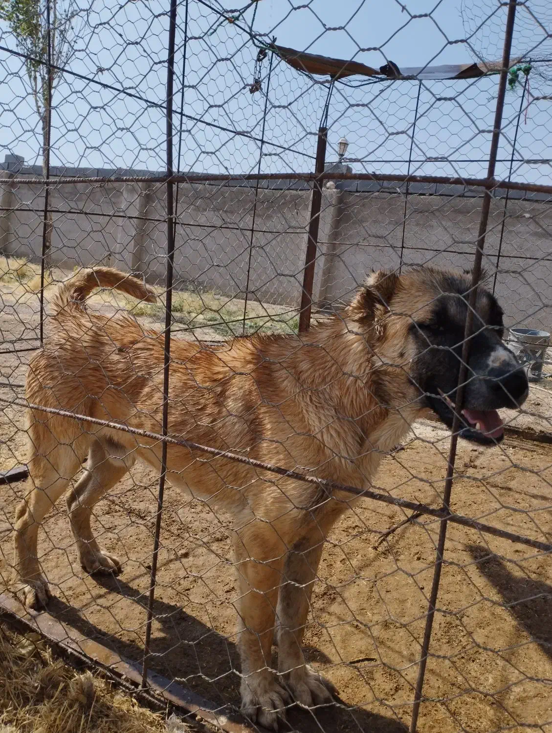 سگ افغان قیمت مناسب، دیوانه|سگ|میلاجرد, |دیوار