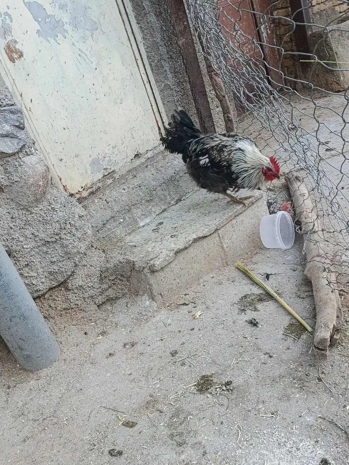 خروس چاغ|حیوانات مزرعه|فیروزآباد (لرستان), |دیوار