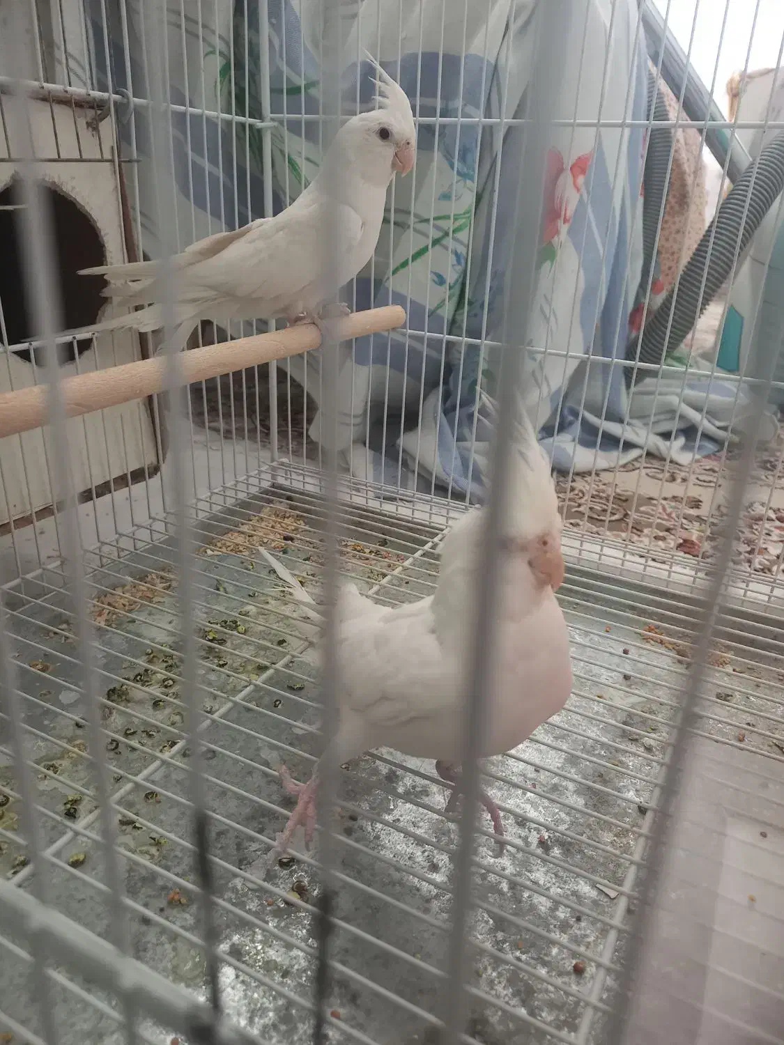 عروس هلندی نژاد آلبینو|پرنده|فسا, |دیوار