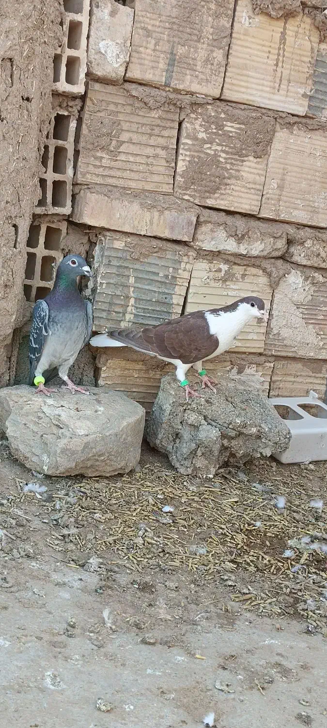 کبوتر|پرنده|خوسف, |دیوار