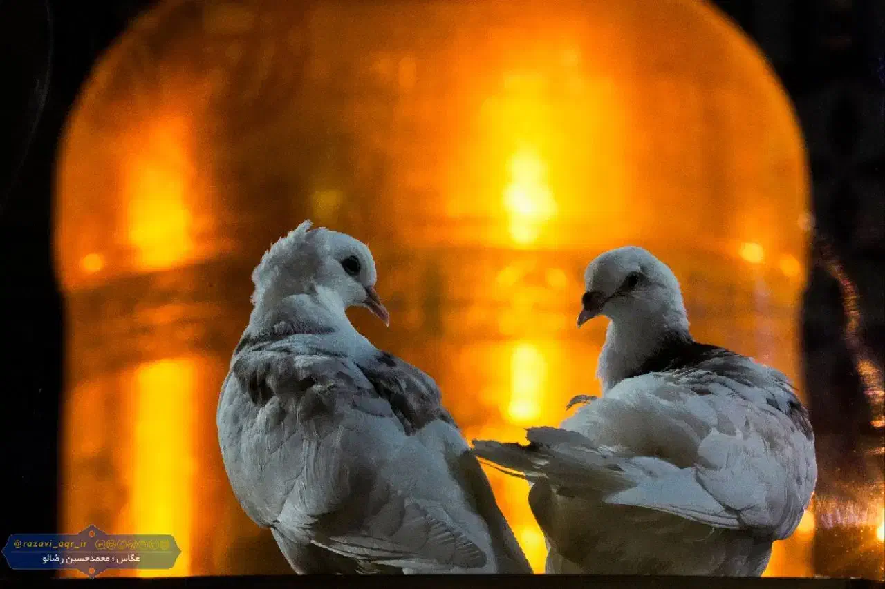 تور مشهد-بلیط قطار|تور و چارتر|یزد, |دیوار