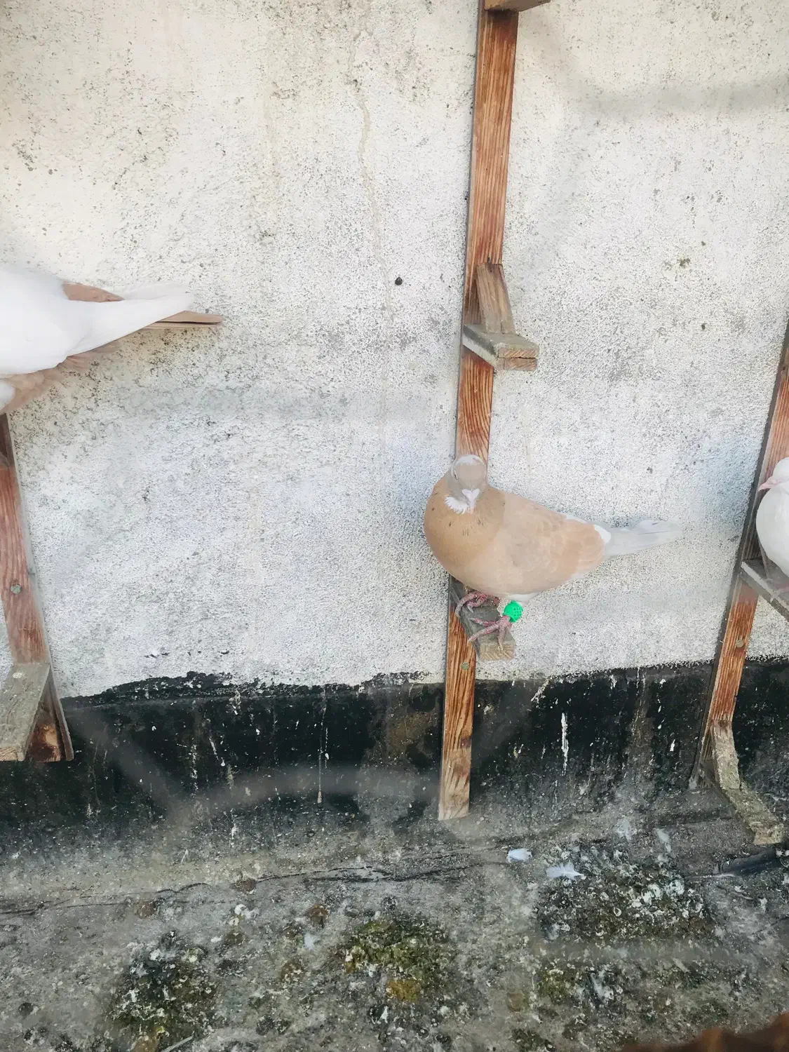 کفتر|پرنده|مشهد, باغون آباد|دیوار