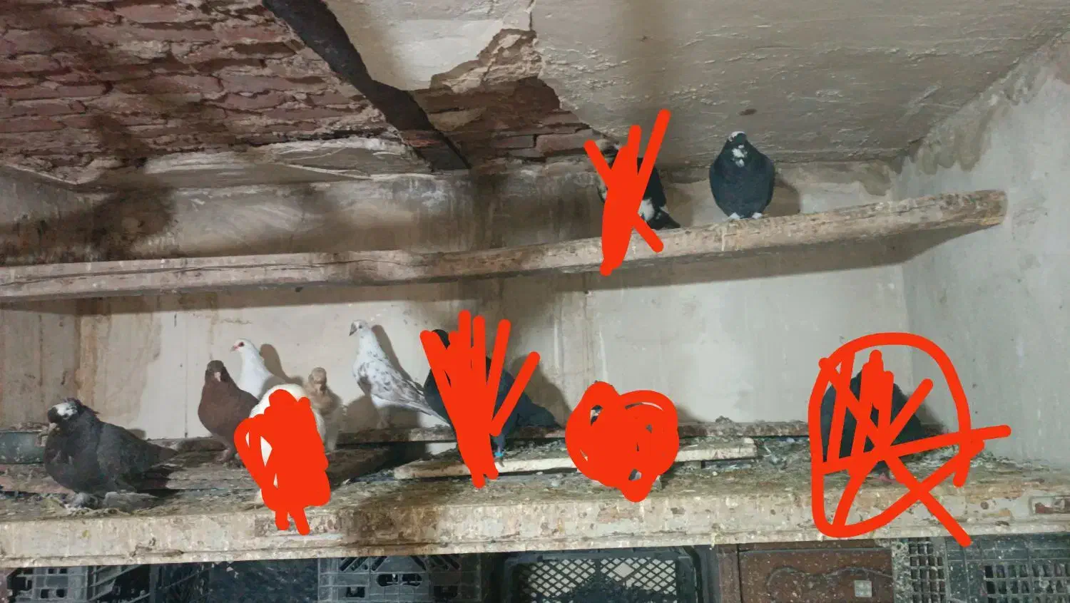 کبوتر یکجا 6 عدد|پرنده|تبریز, |دیوار