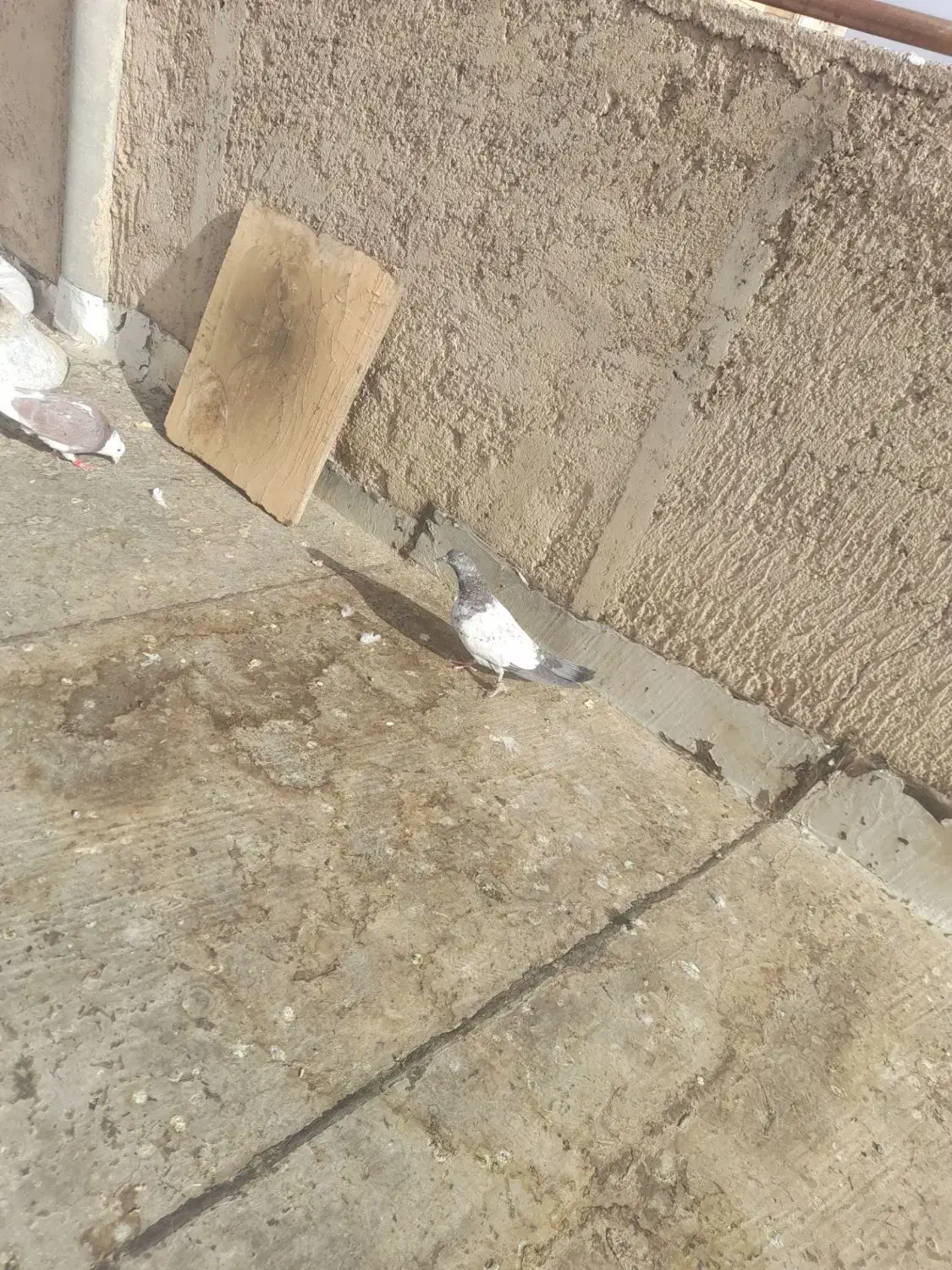 کبوتر|پرنده|شاهرود, |دیوار