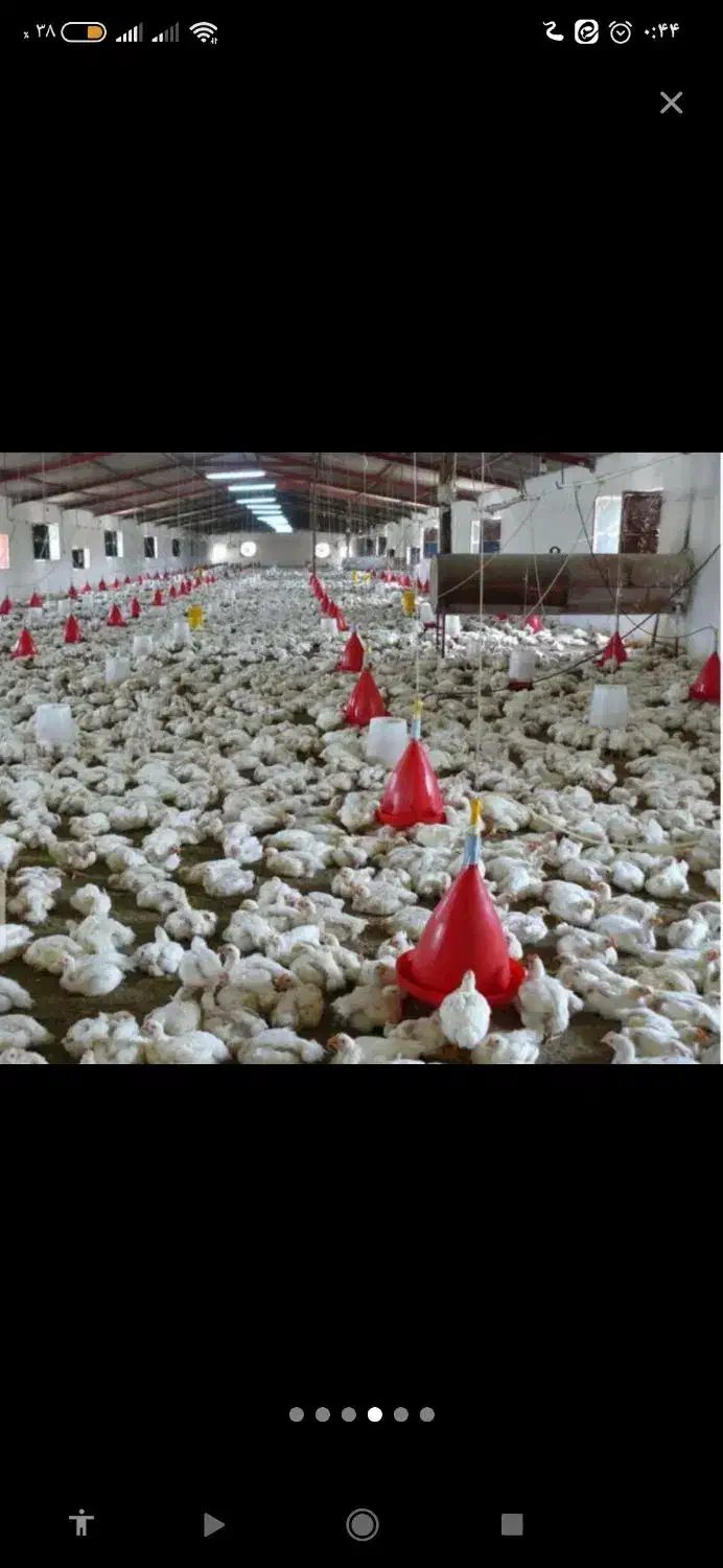 مرغ|حیوانات مزرعه|قم, دانش|دیوار