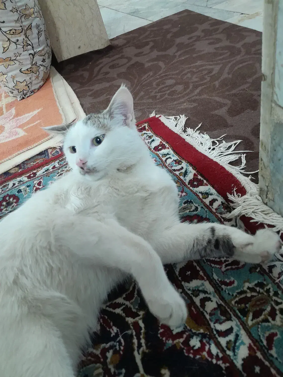 گربه|گربه|چهارباغ, |دیوار