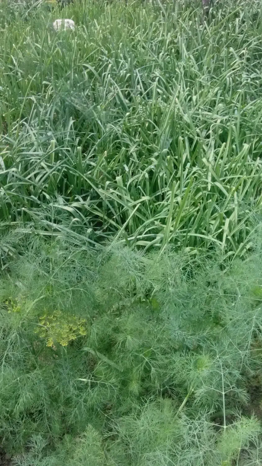 سبزی تره|خوردنی و آشامیدنی|خان ببین, |دیوار