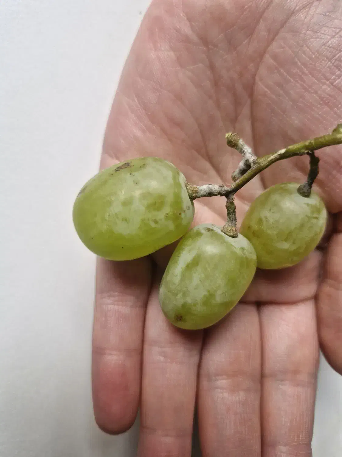 محصولات تمامی نهال انگور ودرختان میوه درنهالستان|خدمات باغبانی و درختکاری|تهران, امام زاده عبدالله|دیوار