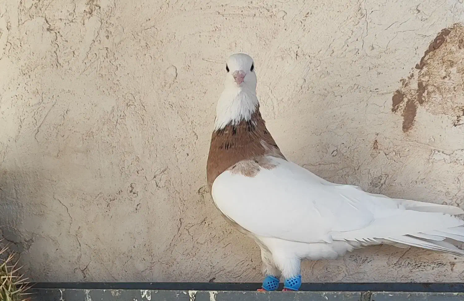 طوقی هفت رنگ|پرنده|اقبالیه, |دیوار