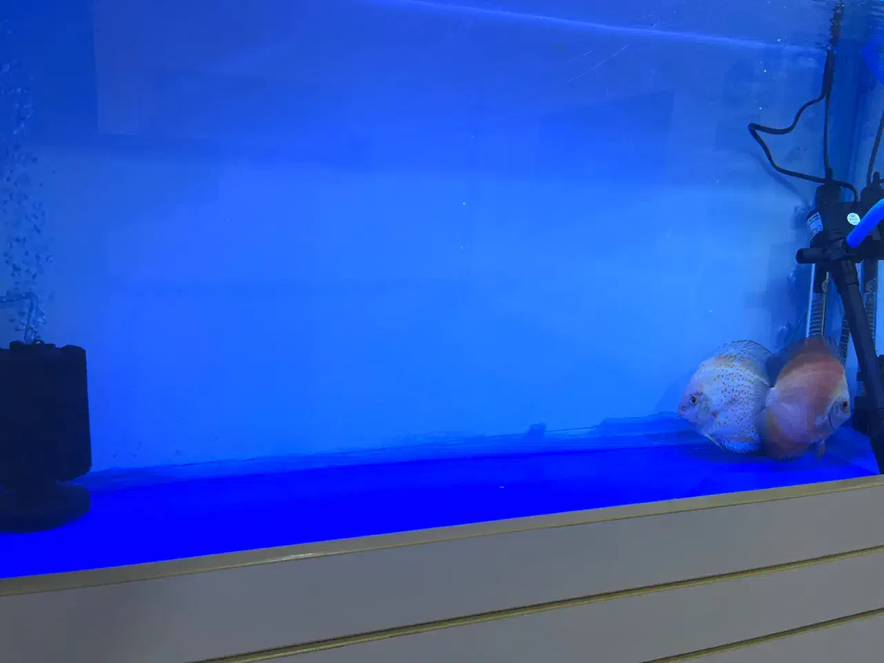 اکواریوم یک متری مجهز|ماهی|خرمآباد, |دیوار