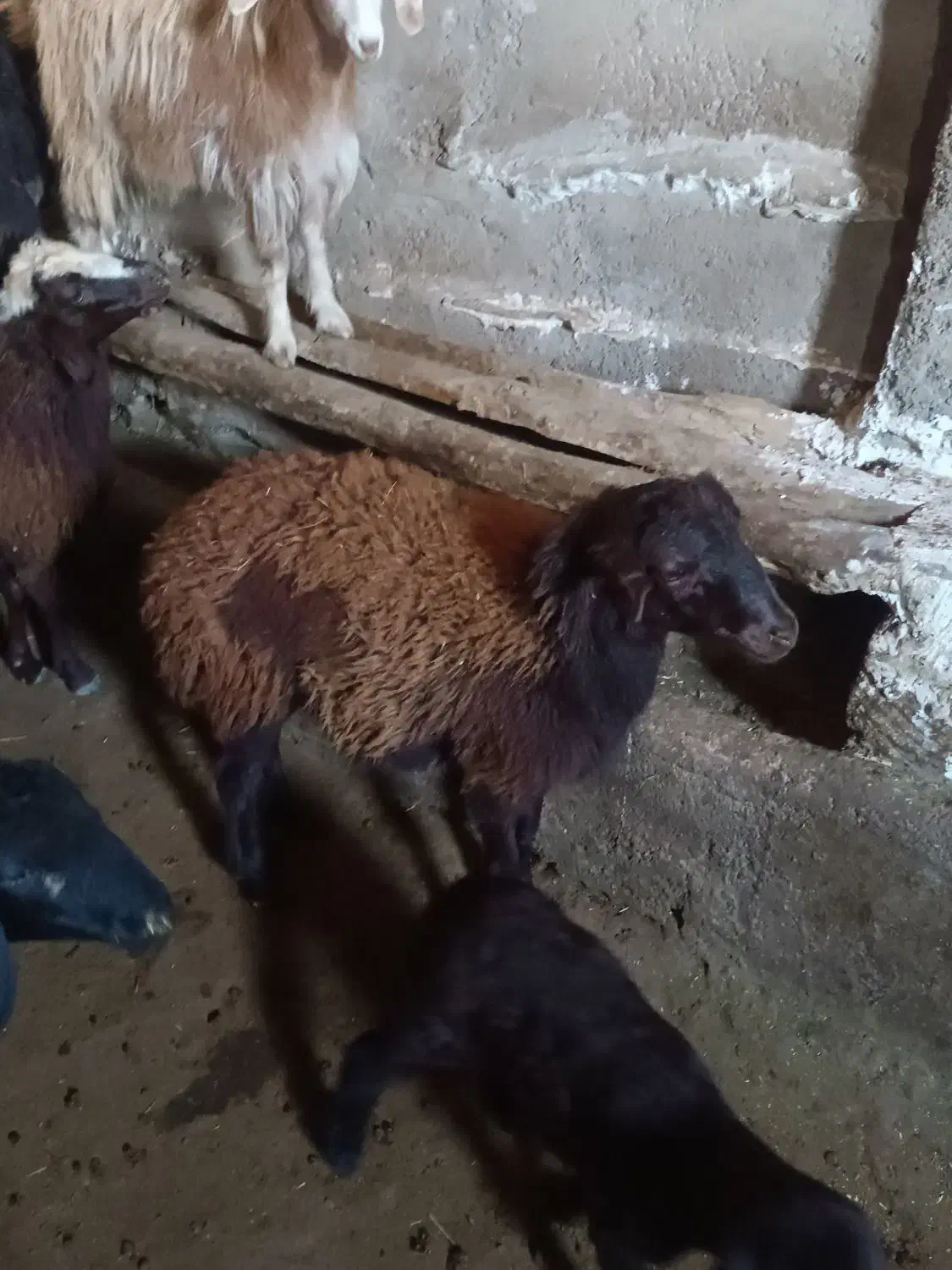 فروش چهار راس بره دشتی|حیوانات مزرعه|کرانی, |دیوار