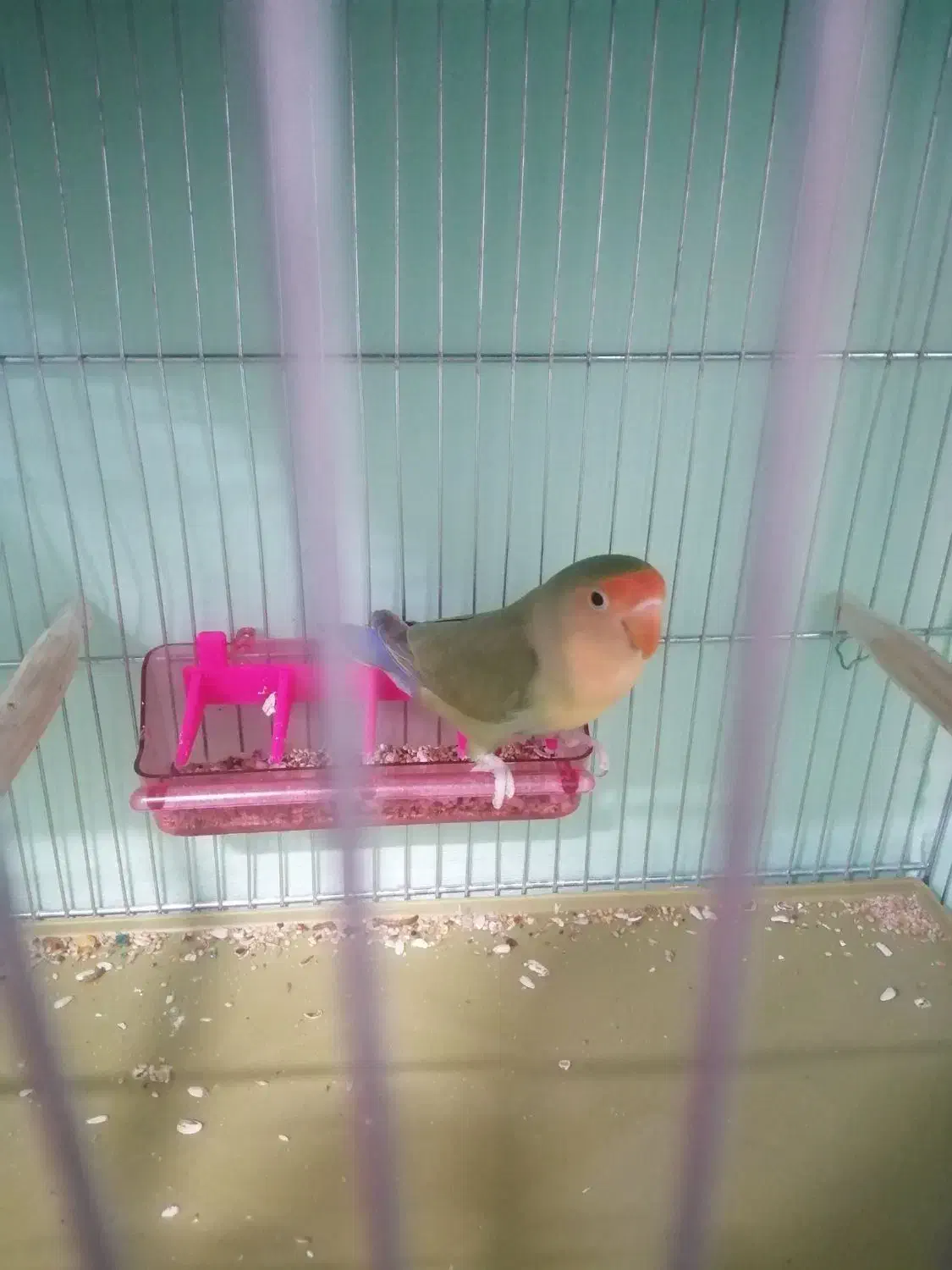 کوتوله برزیلی|پرنده|آشخانه, |دیوار