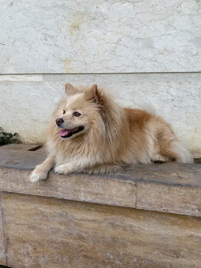 سگ گمشده|حیوانات|رشت, پاستوریزه|دیوار