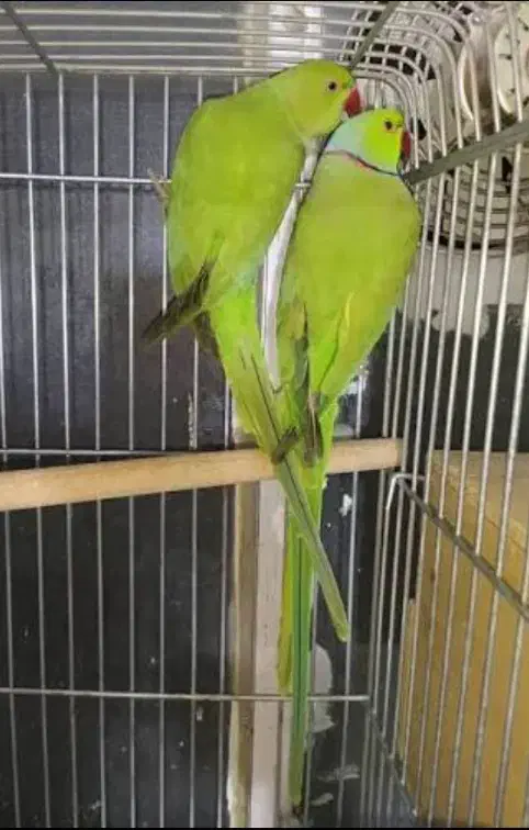 جفت ملنگو  مولد|پرنده|کنارک, |دیوار