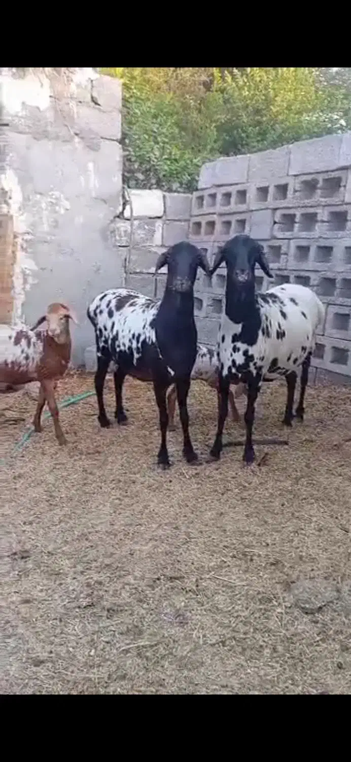 بزغاله و آفریقایی میش|حیوانات مزرعه|ساری, |دیوار