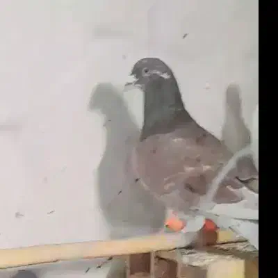 کفتر پرشی|حیوانات|سبزوار, قصبه غربی|دیوار