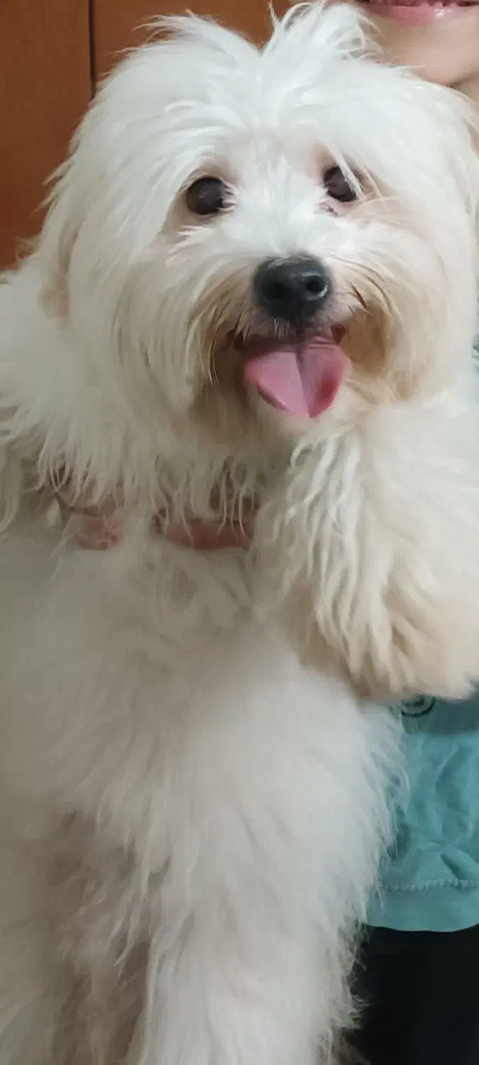 سگ نر ،9 ماهه واکسینه شده|سگ|ساری, |دیوار