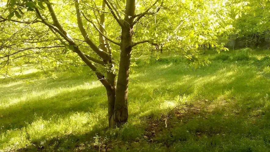 کار|خدمات نظافت|گلپایگان, |دیوار