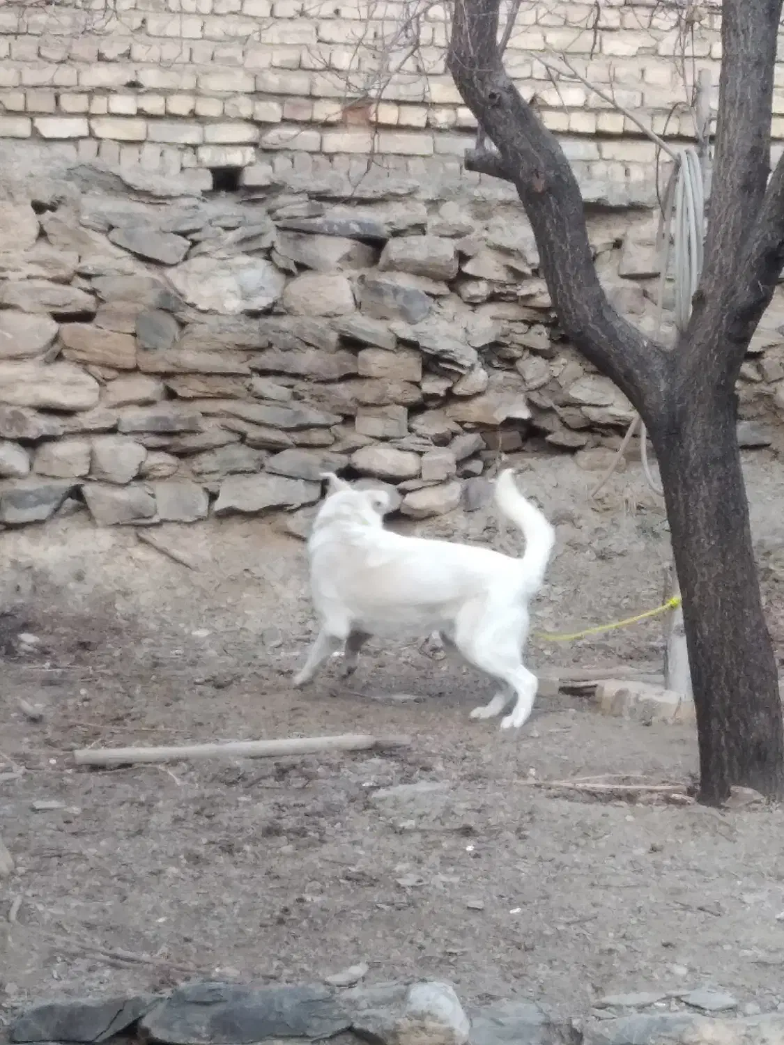 توله سگ|سگ|خوانسار, |دیوار