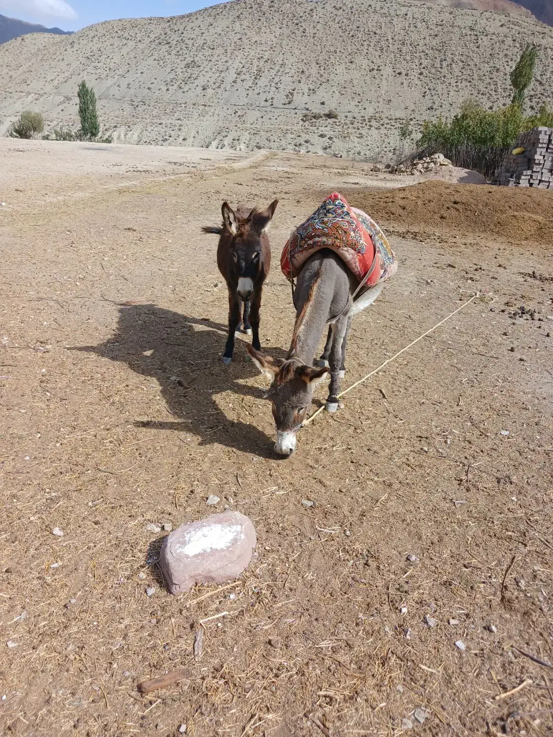 فروش خر ماده ونر|حیوانات مزرعه|بابل, |دیوار