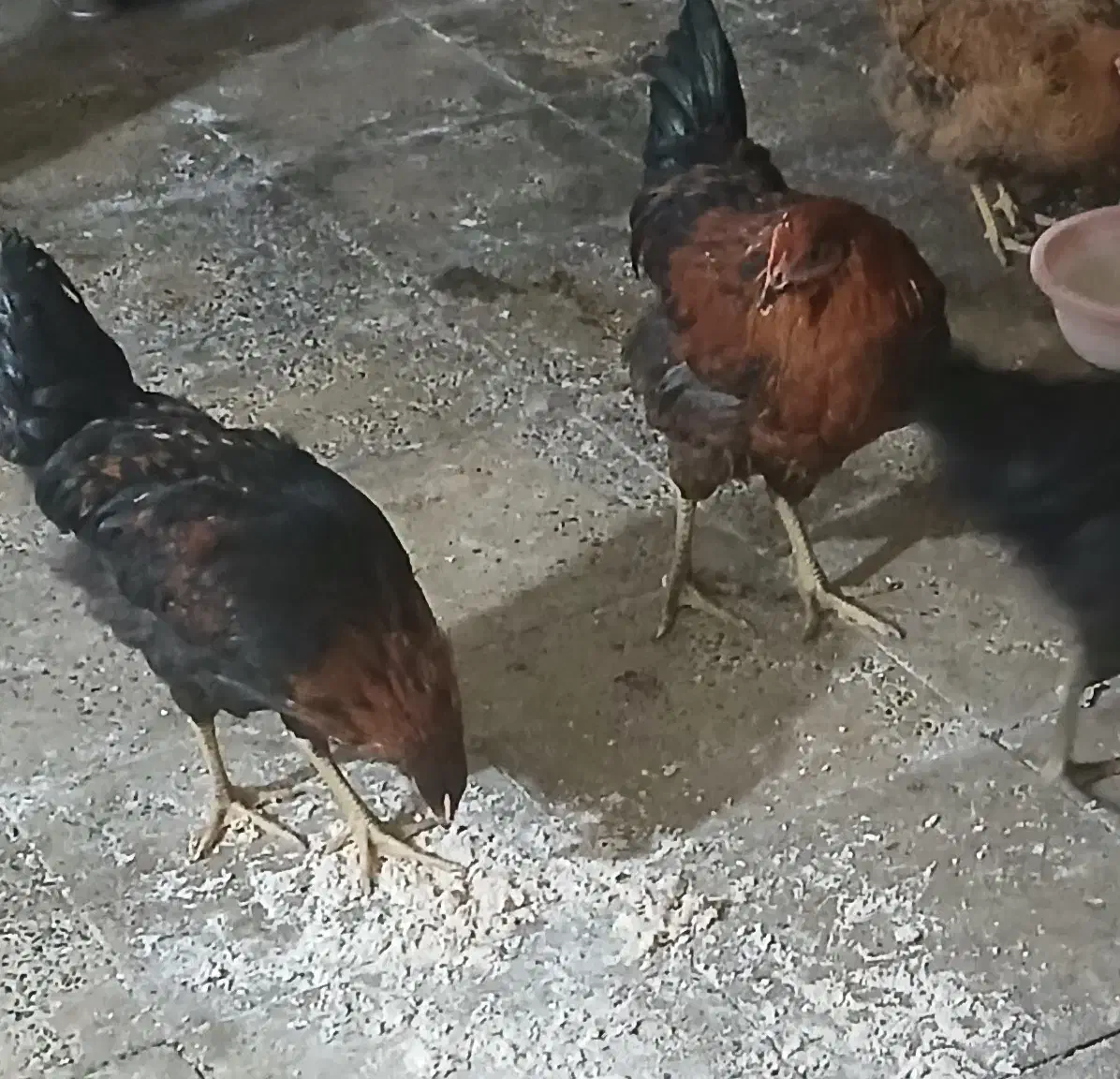 خوروس|حیوانات مزرعه|محمدشهر, محمدشهر|دیوار