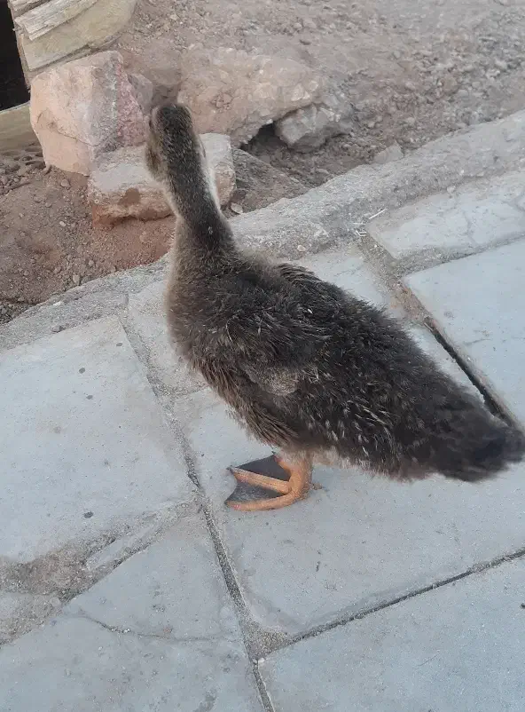 جوجه اردک|حیوانات مزرعه|سیرجان, |دیوار