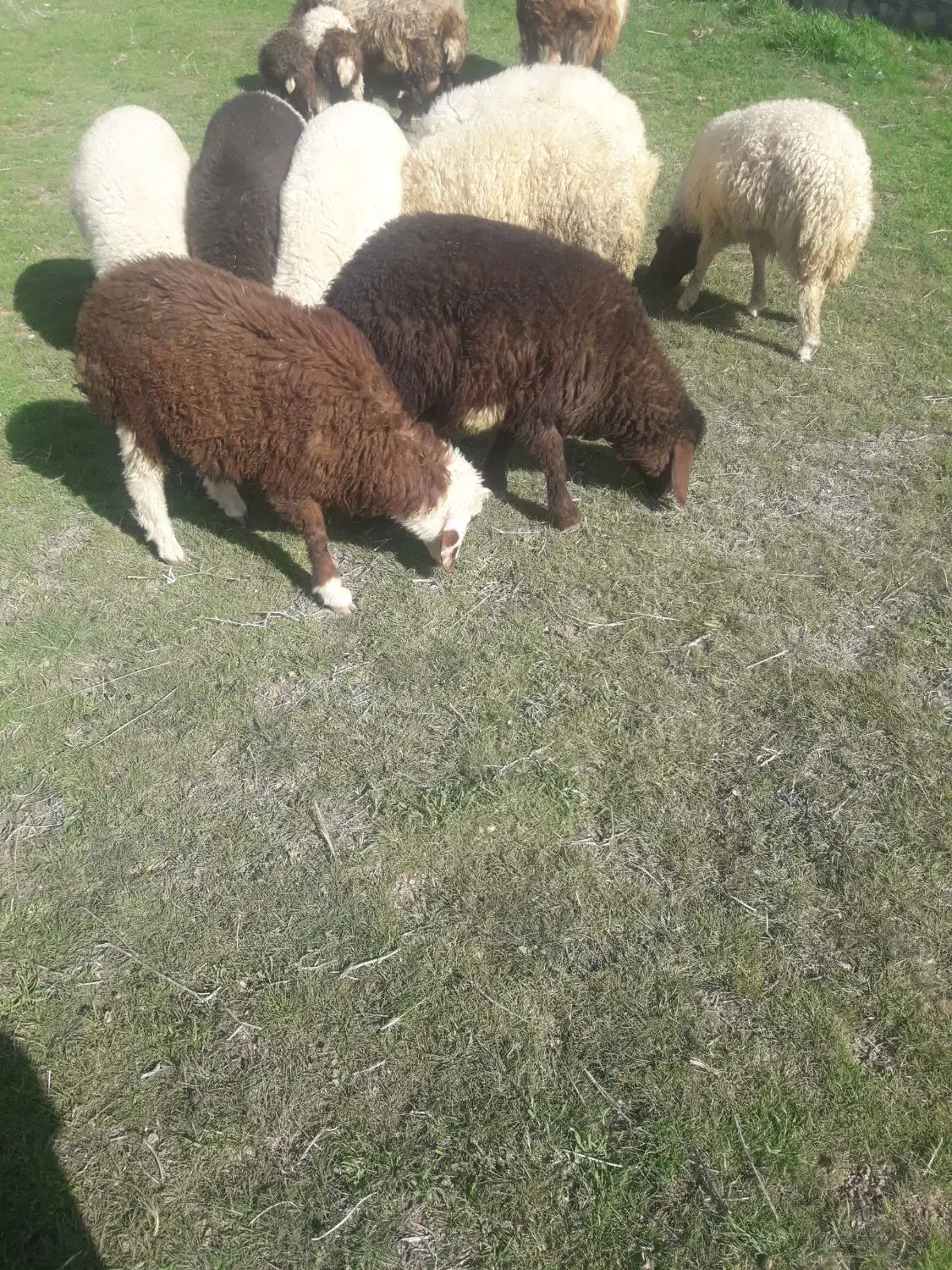 بره|حیوانات مزرعه|کرمانشاه, |دیوار