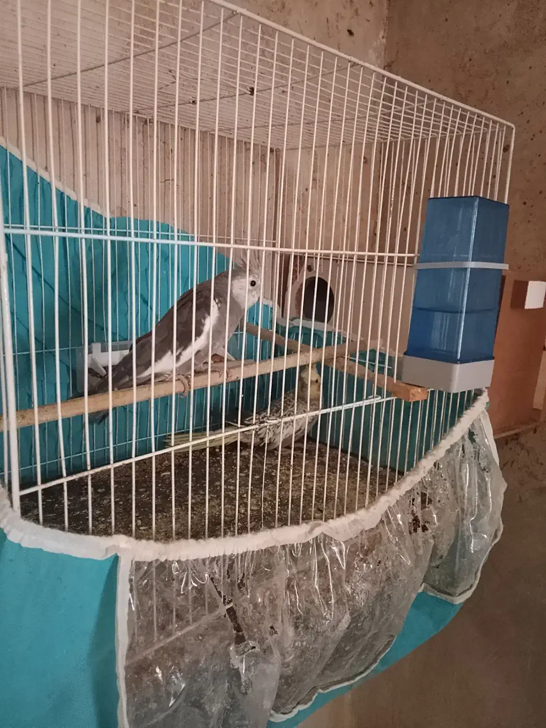 عروس هلندی صددرصد خانگی نزدیک تخم|پرنده|زاهدان, |دیوار