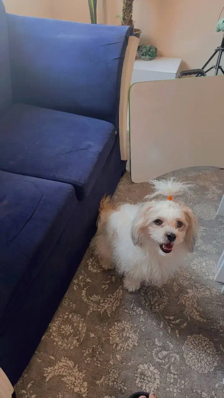 واگذاری سگ شیتزو|سگ|بیرجند, |دیوار